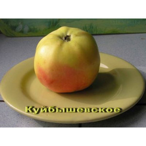 Саженцы Комплект 5шт / Яблоня Куйбышевское