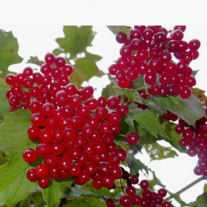 Саженцы Комплект 5шт / Калина Мария