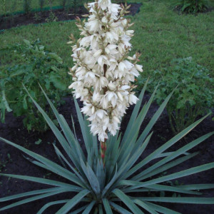 Комплект 5шт / Юкка Нитчатая (Yucca filamentosa)